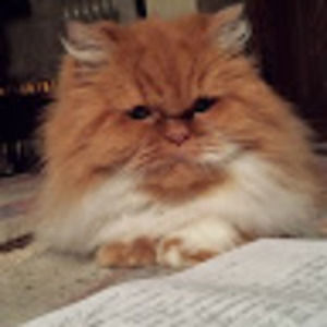 Meet your Posher, Sandy